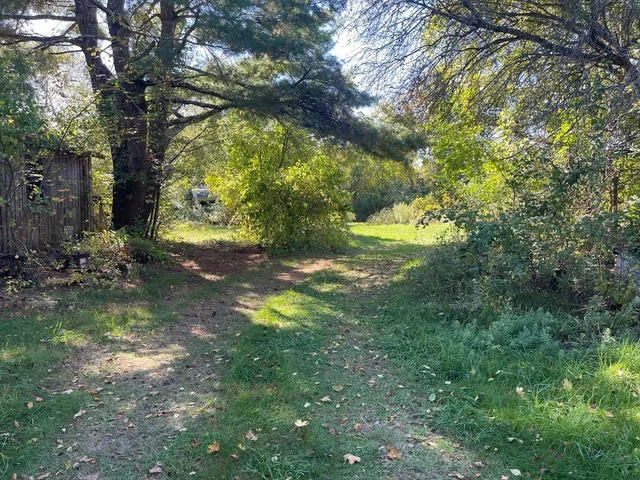 a view of a tree in a yard