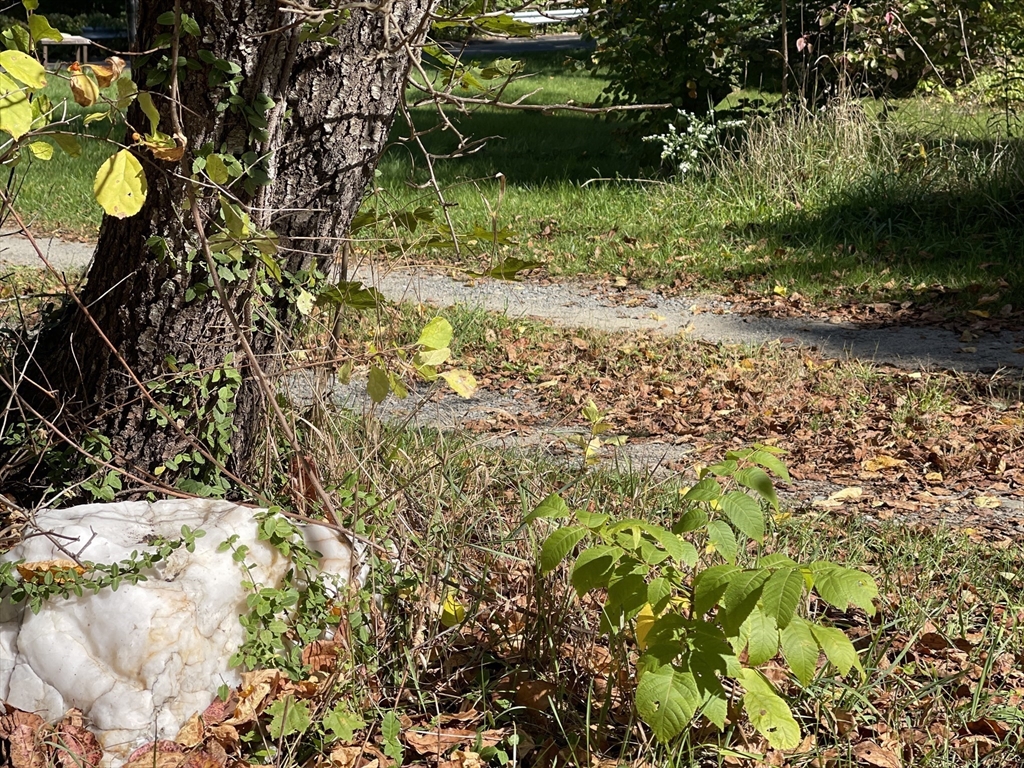 246 Everett Street Middleboro, MA 02346 - Photo 12 of 12 a view of an entrance of the house