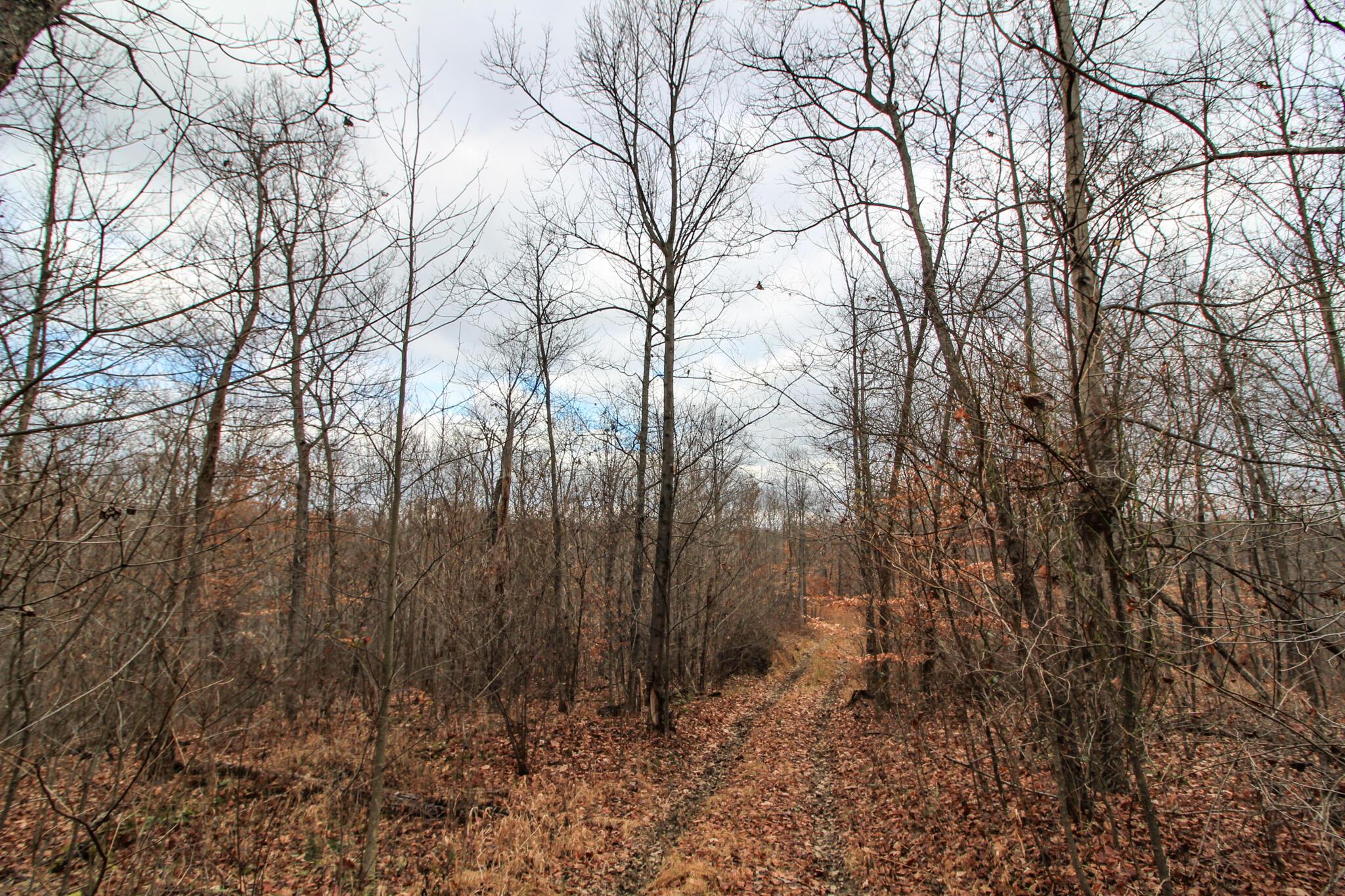0 Virginia Ridge Road Philo, OH 43771 - Photo 11 of 29 IMG_7599