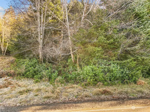 a view of a yard with a tree