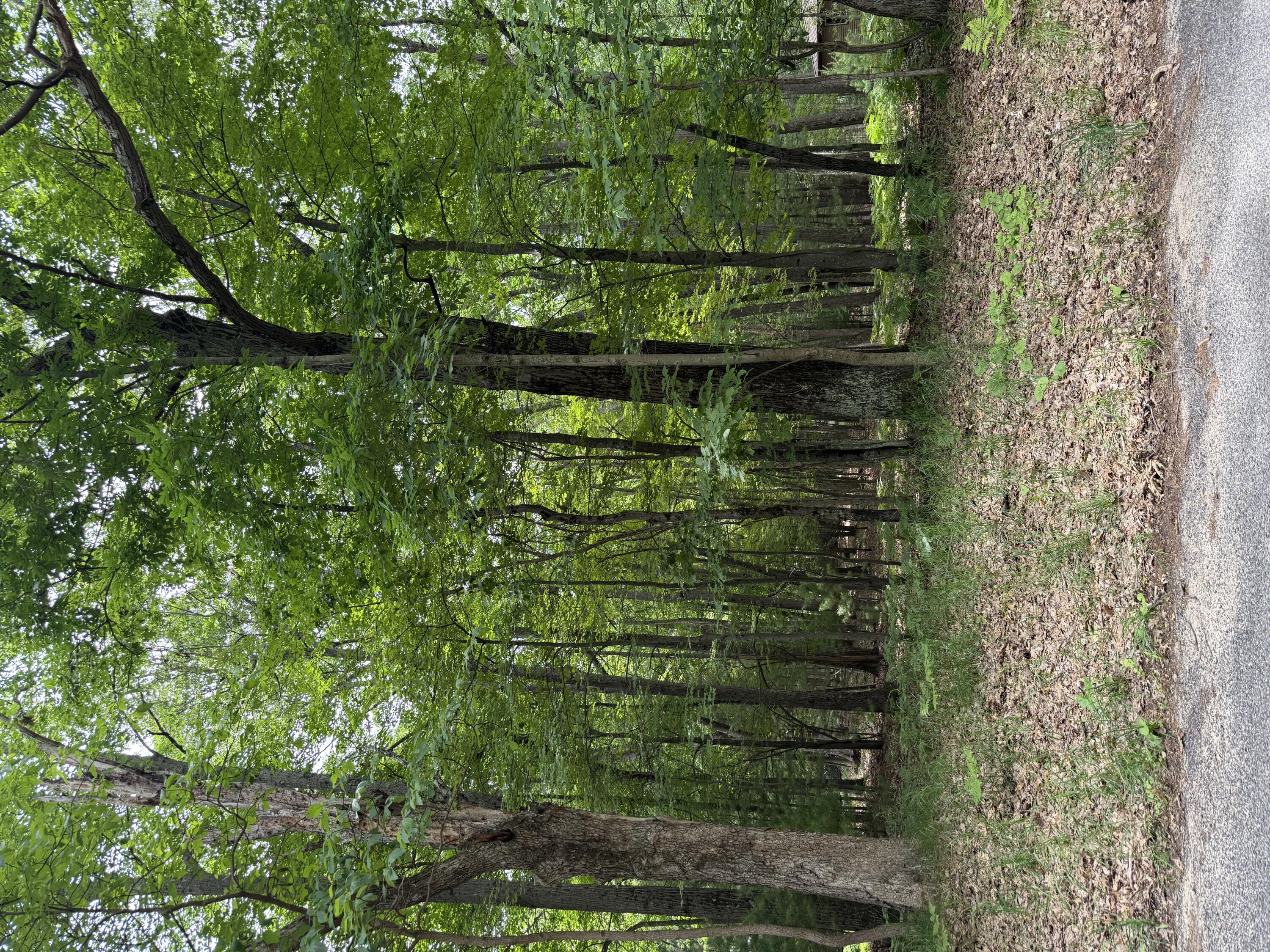 Lot 127 Wayne Road Pentwater, MI 49449 - Photo 1 of 5 Lot127Wayne