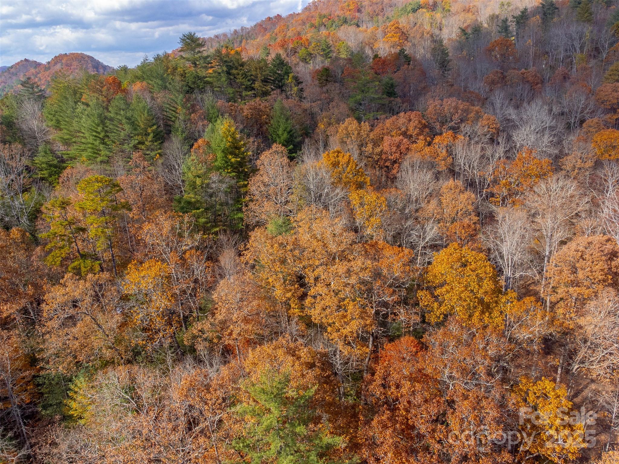 Lot 24 Rivers Edge Road Franklin, NC 28734 - Photo 14 of 18 a view of a forest with a forest