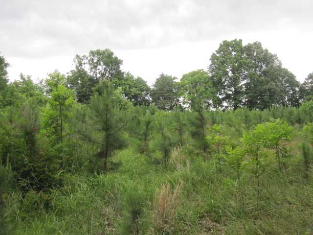 21 Hadorn Road Batesville, MS 38606 - Photo 7 of 19 Gallery Image 7