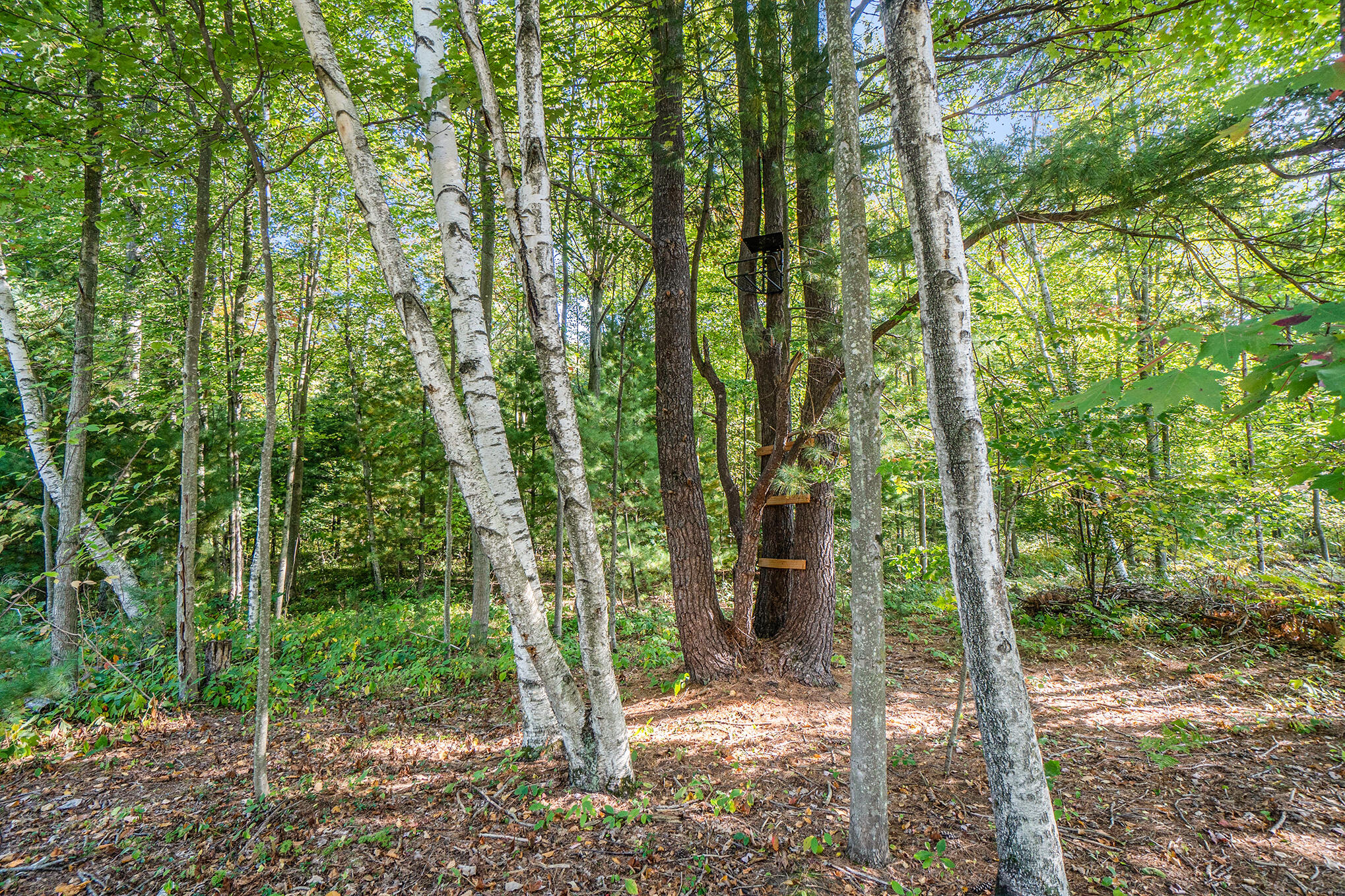 804 Judson Road Norton Shores, MI 49456 - Photo 36 of 52 039_dsc02652
