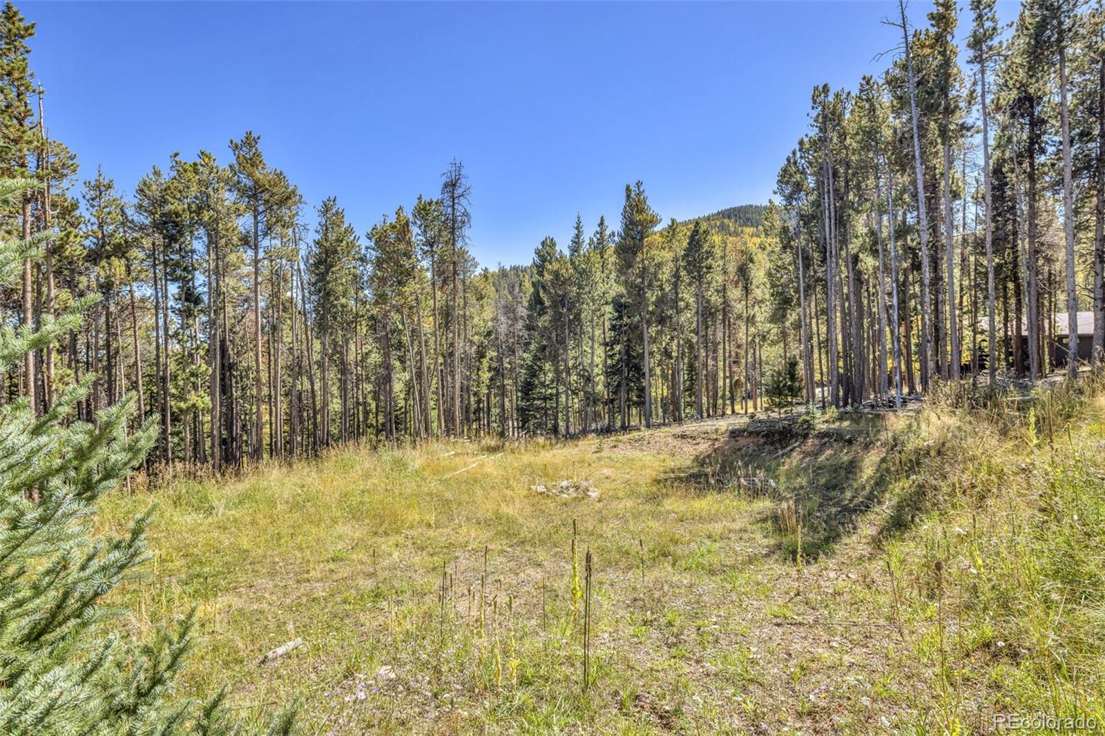 32252 Steven Way Conifer, CO 80433 - Photo 33 of 47 a view of a yard with trees in the background