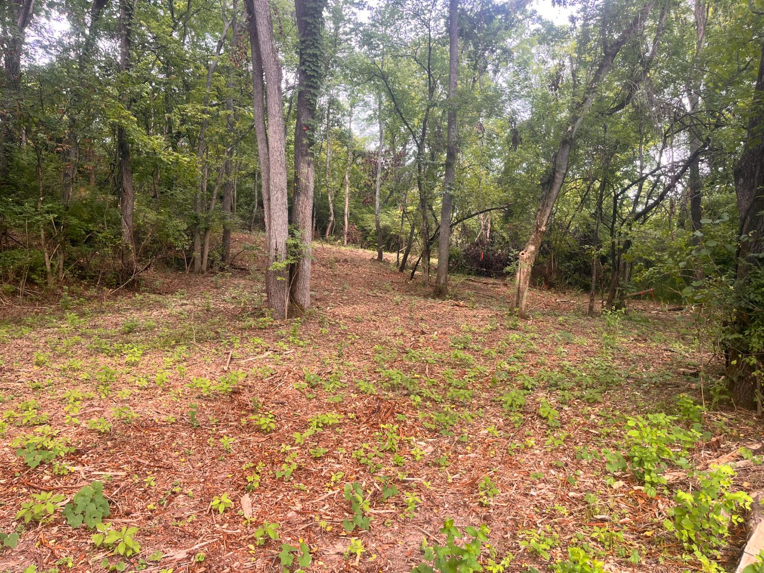 3314 Johnson Fork Road West Harrison, IN 47060 - Photo 5 of 18