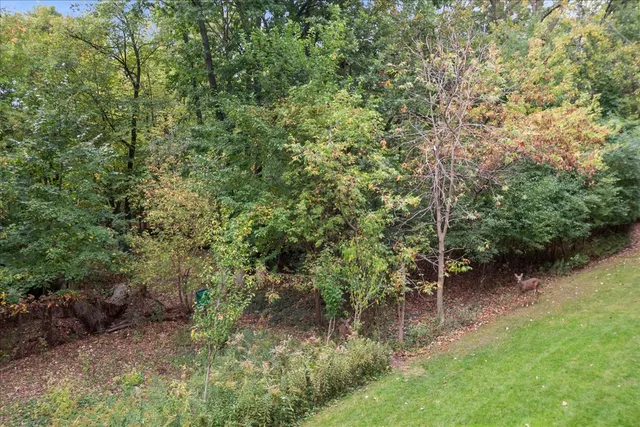 a view of a trees in a yard