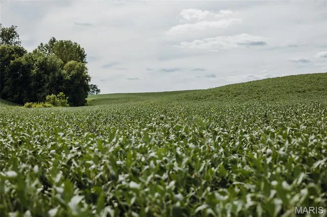 $740,000 | 1619 Krause Road, Golden Eagle, IL 62036