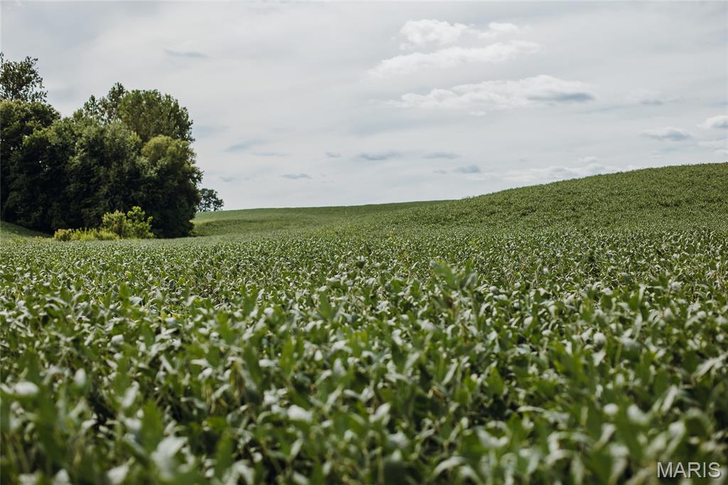 1619 Krause Road Golden Eagle, IL 62036 - Photo 7 of 29