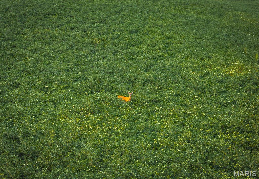 1619 Krause Road Golden Eagle, IL 62036 - Photo 9 of 29