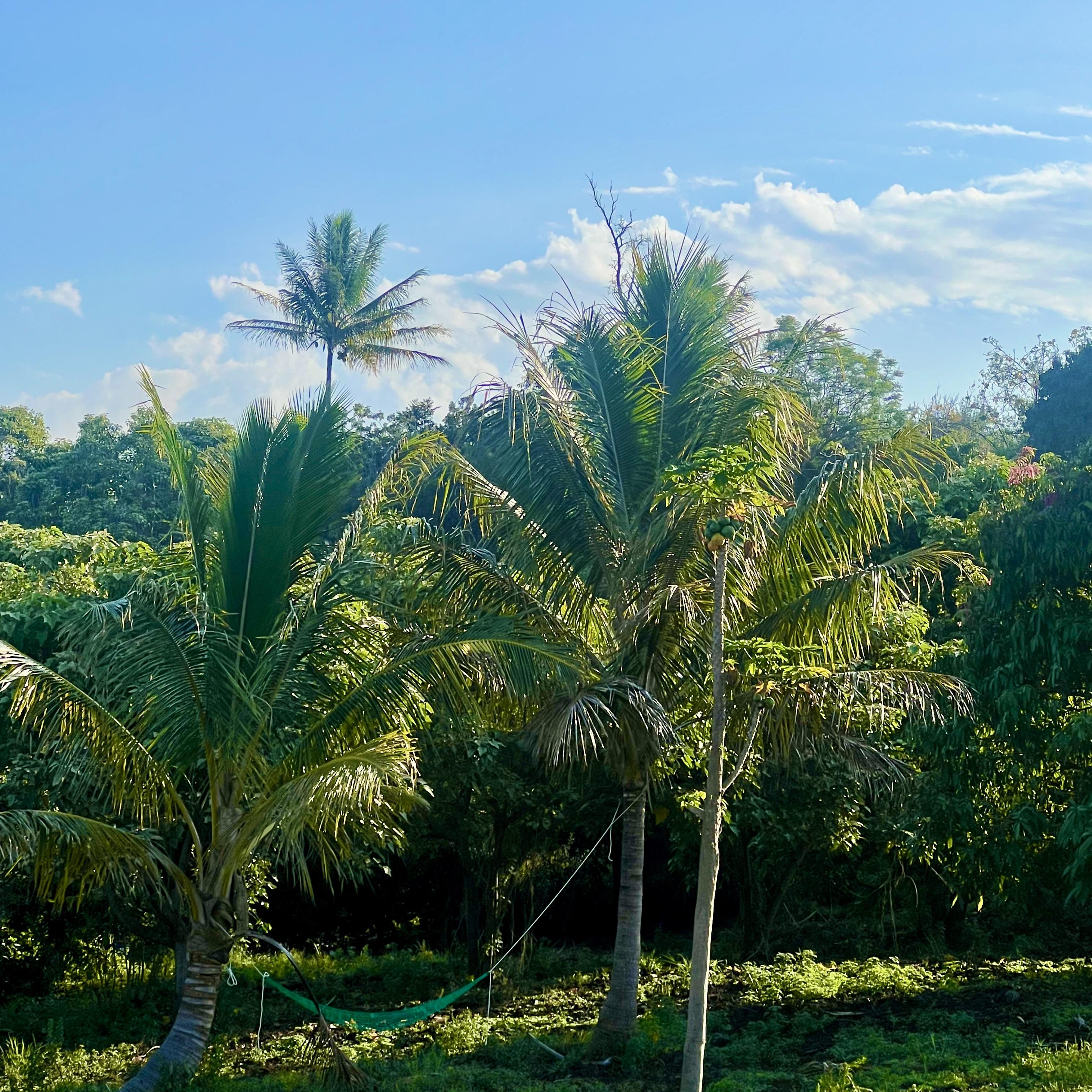 89-843 Lot 29 Pohulai Road Captain Cook, HI 96704 - Photo 4 of 28