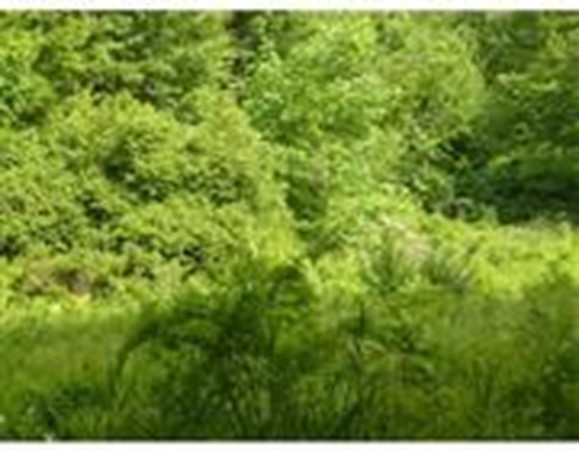 30 Town Farm Road North Brookfield, MA 01535 - Photo 11 of 14 a view of a lush green forest