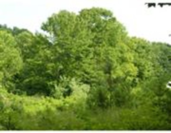 30 Town Farm Road North Brookfield, MA 01535 - Photo 12 of 14 a view of a lush green forest