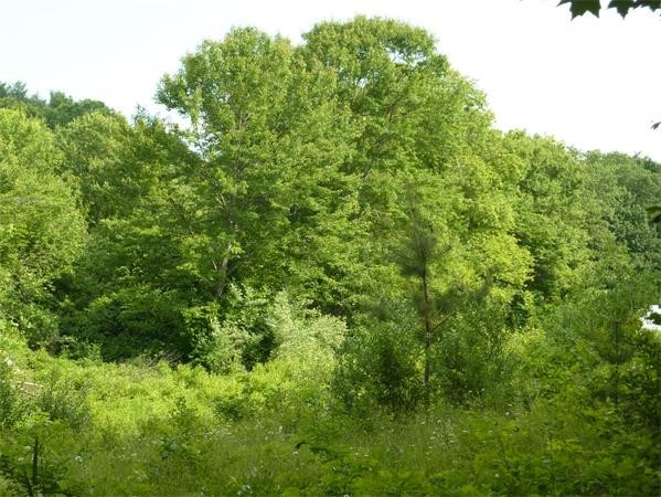 30 Town Farm Road North Brookfield, MA 01535 - Photo 13 of 14 a view of a lush green forest