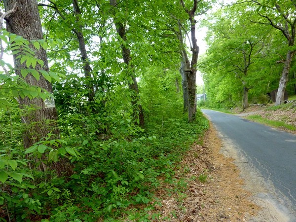 30 Town Farm Road North Brookfield, MA 01535 - Photo 2 of 14 a view of a yard with plants and a trees
