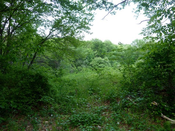 30 Town Farm Road North Brookfield, MA 01535 - Photo 3 of 14 a view of a lush green forest
