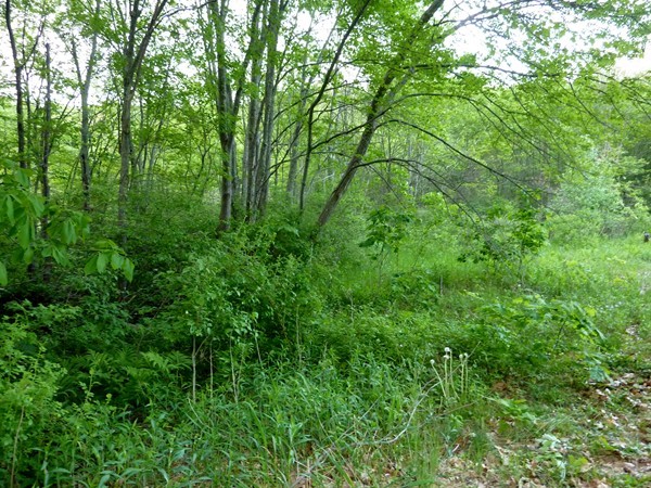 30 Town Farm Road North Brookfield, MA 01535 - Photo 4 of 14 a view of a lush green forest
