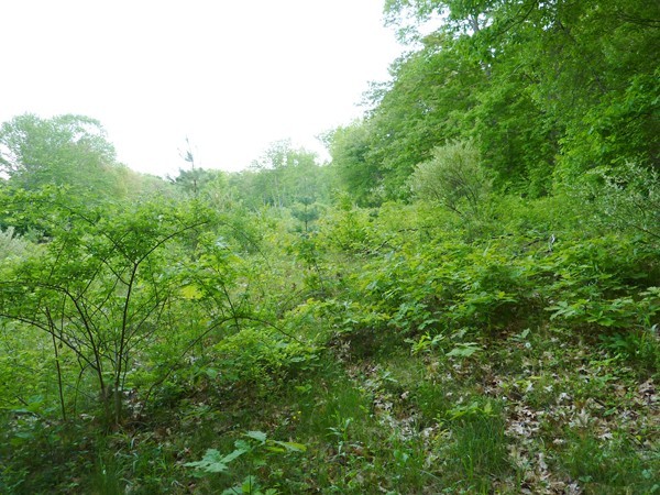 30 Town Farm Road North Brookfield, MA 01535 - Photo 5 of 14 a view of a large yard with lots of bushes
