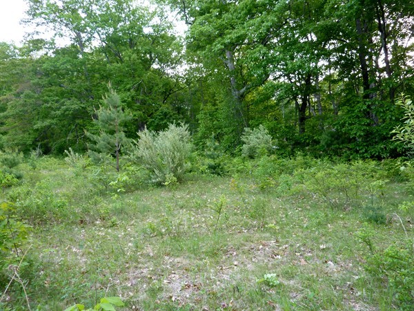 30 Town Farm Road North Brookfield, MA 01535 - Photo 7 of 14 a view of a lush green space
