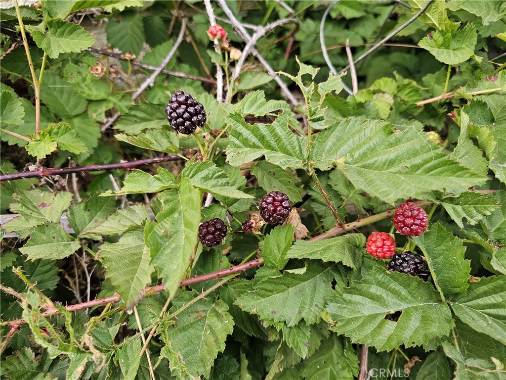 11541 Donovan Road Rossmoor, CA 90720 - Photo 43 of 51 Thornless Blackberry Bushes