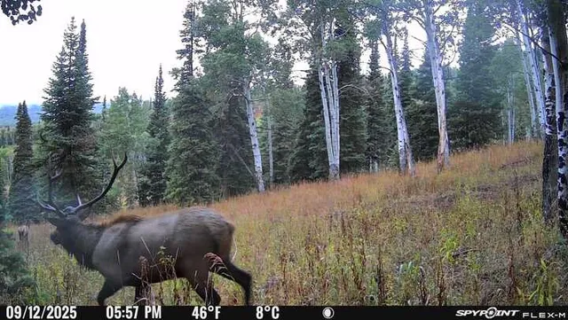 a view of a forest with a tree in back