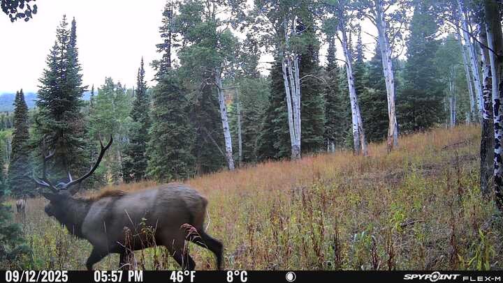 50166 County Road 80 Hayden, CO 81639 - Photo 16 of 50 a view of a forest with a tree in back