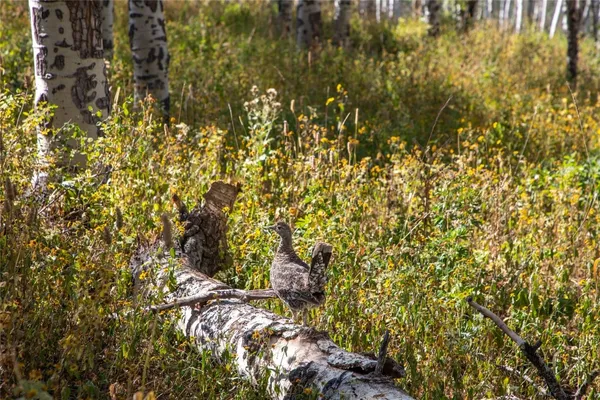 $15,000,000 | 50166 County Road 80, Hayden, CO 81639