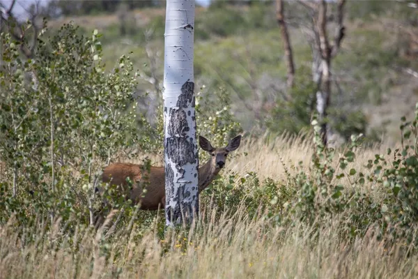 $15,000,000 | 50166 County Road 80, Hayden, CO 81639