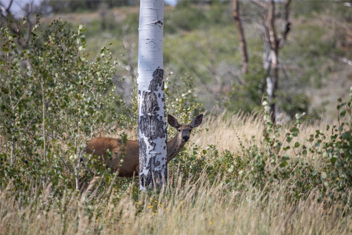 50166 County Road 80 Hayden, CO 81639 - Photo 40 of 50 a view of a forest
