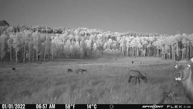 a view of a dry yard