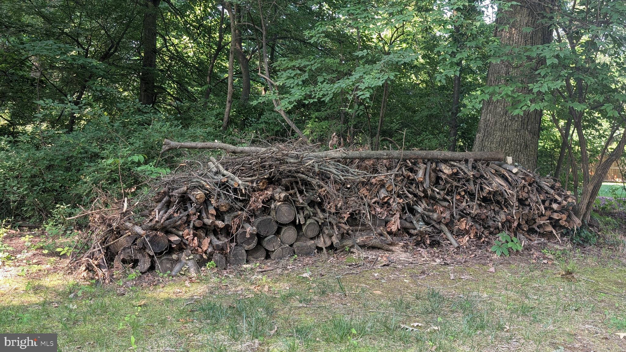 1903 Kirby Road McLean, VA 22101 - Photo 11 of 11 a view of a yard with plants and large trees