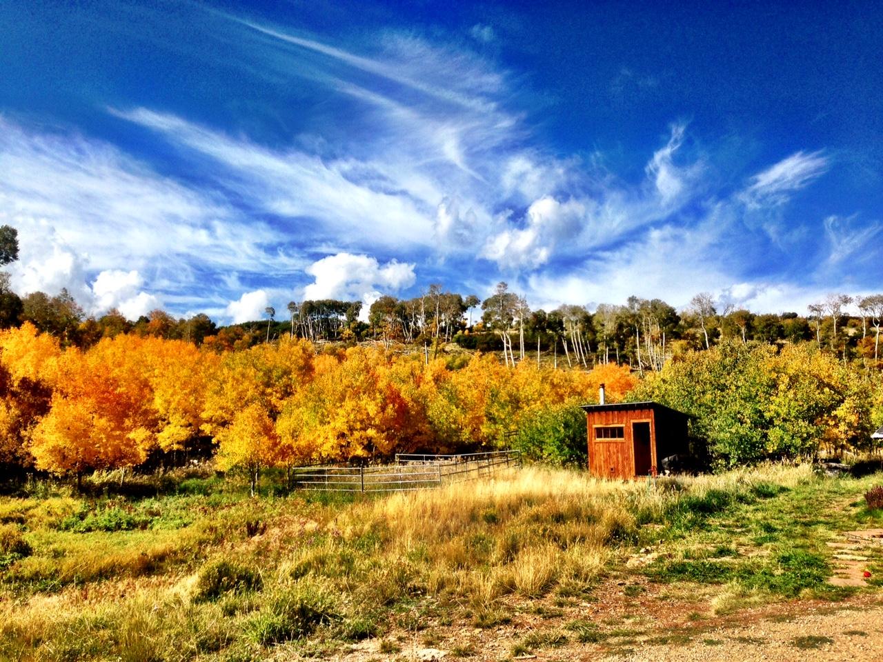 799 Harcourt Trail Placerville, CO 81430 - Photo 21 of 29 a view of house with yard