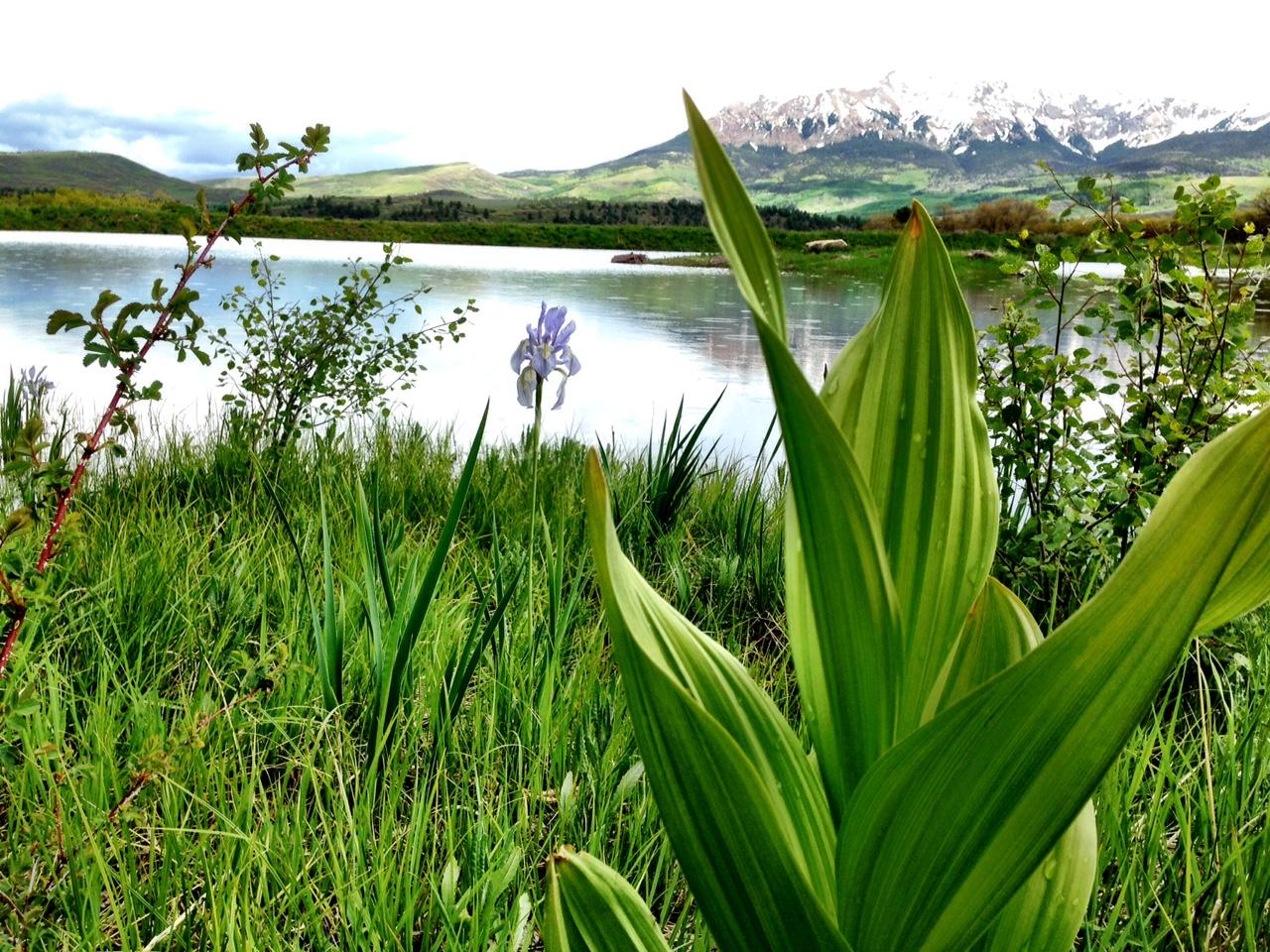 799 Harcourt Trail Placerville, CO 81430 - Photo 25 of 29 a view of a yard with plants