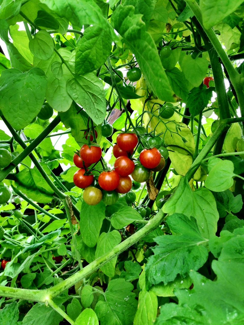 799 Harcourt Trail Placerville, CO 81430 - Photo 28 of 29 a view of a tree in a garden