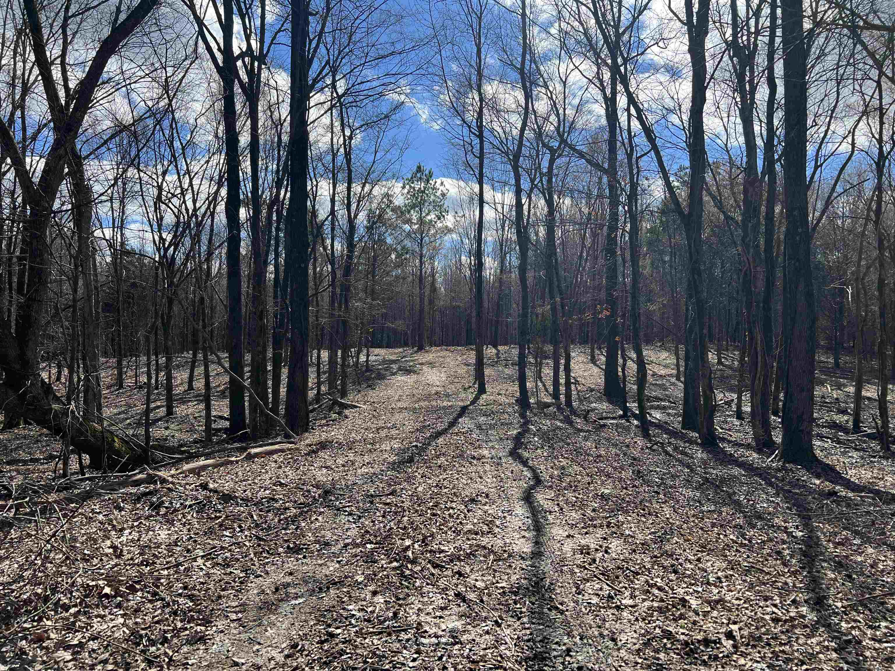Old Meadow Road Eads, TN 38028 - Photo 3 of 6 a view of a backyard with trees