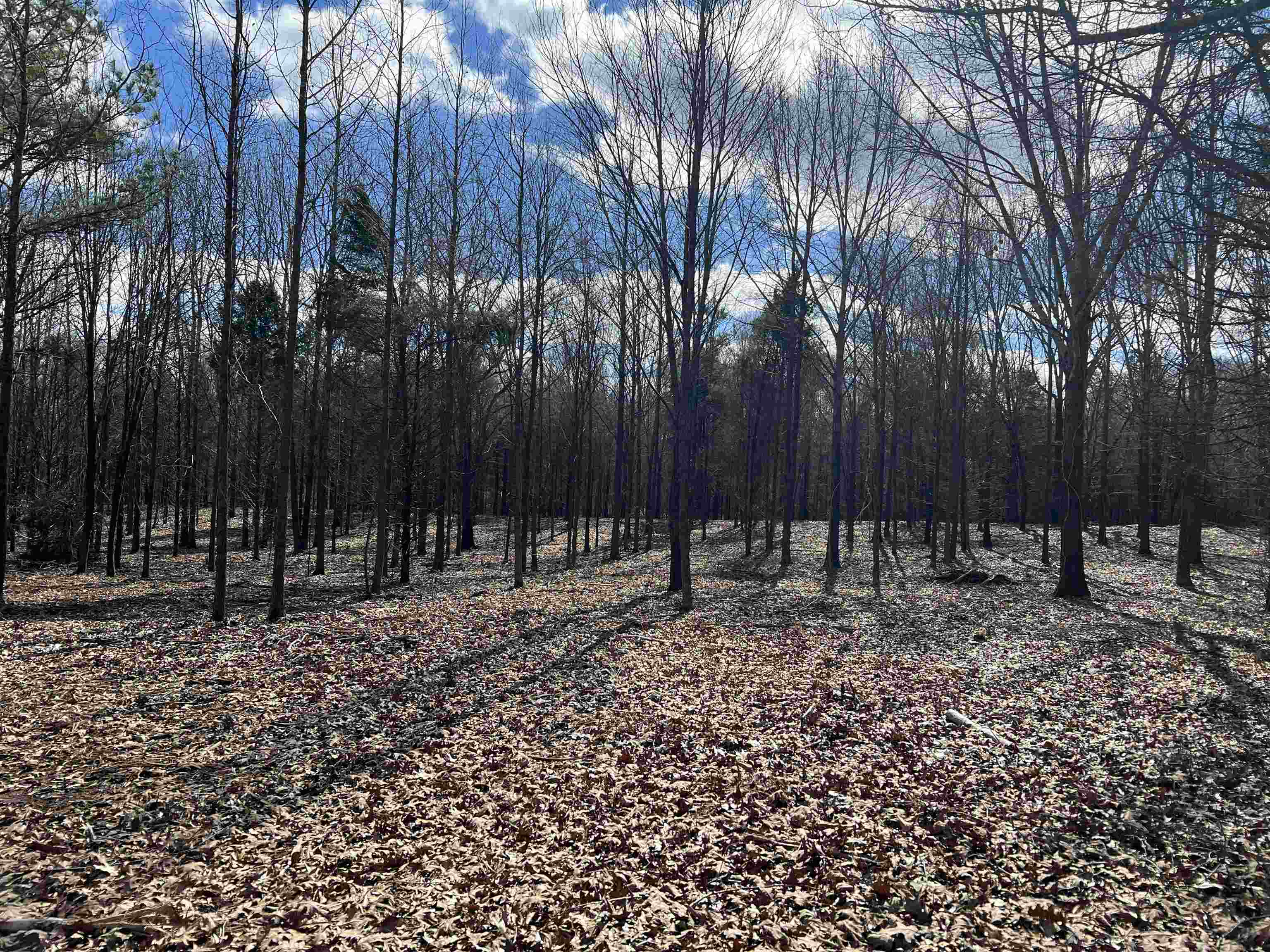 Old Meadow Road Eads, TN 38028 - Photo 4 of 6 a view of a backyard with trees