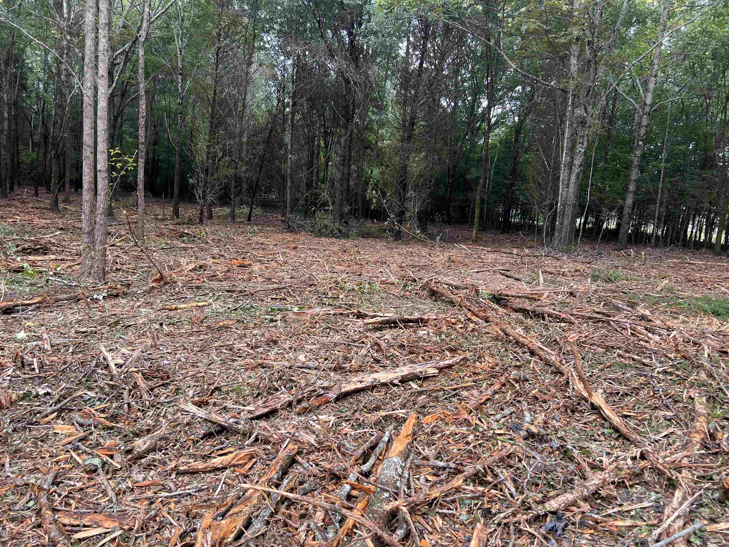 Old Meadow Road Eads, TN 38028 - Photo 6 of 6 a backyard of a house with lots of trees
