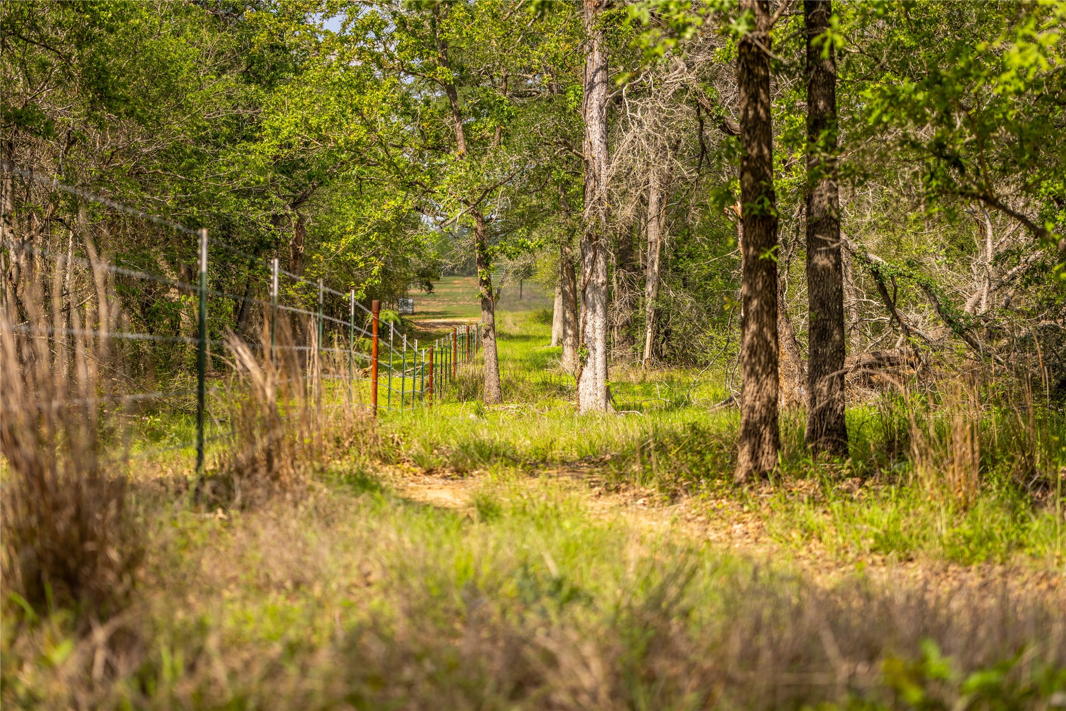 4082 Old Colony Line Road Lockhart, TX 78644 - Photo 21 of 40 Mature trees and lush greenery border a private, expansive lot, perfect for serene living.