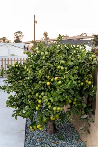 $3,587 | 1309 East 1st Street, National City, CA 91950