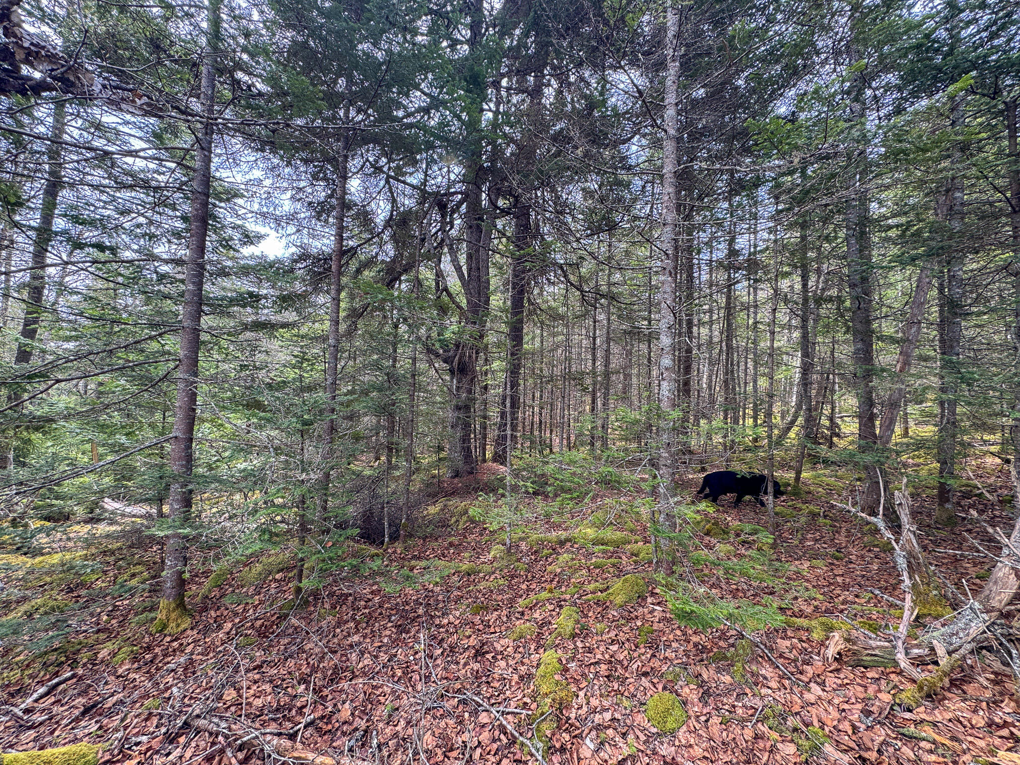 Lot 46 Yoho Head Road Machiasport, ME 04655 - Photo 20 of 22 IMG_4721