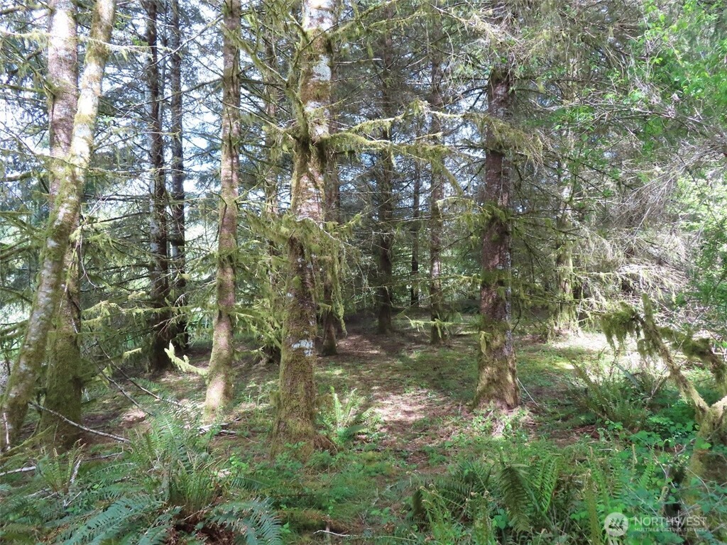 3898 State Route 6 Chehalis, WA 98532 - Photo 12 of 33 a view of a forest