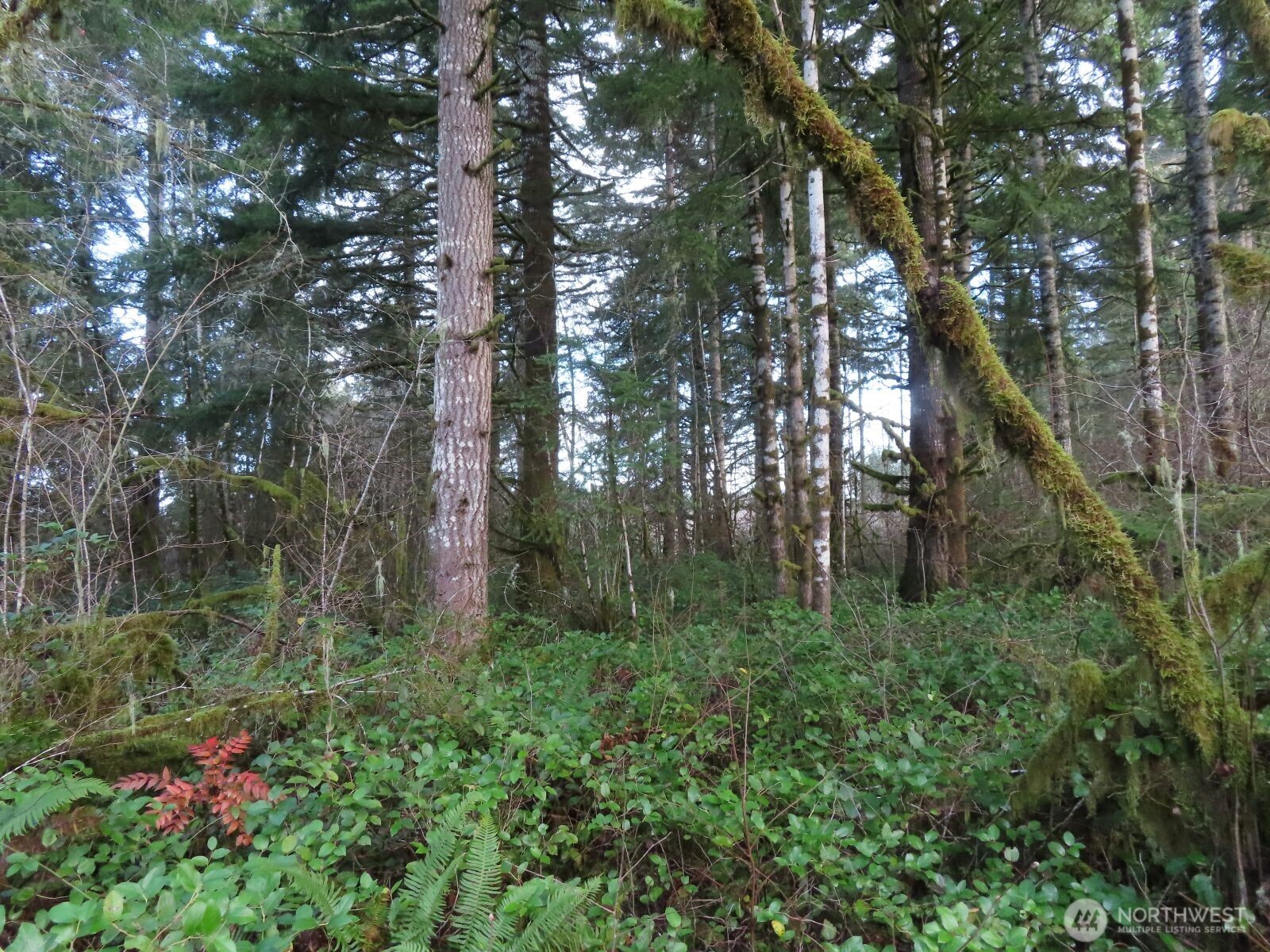 3898 State Route 6 Chehalis, WA 98532 - Photo 15 of 33 a view of a forest with a tree