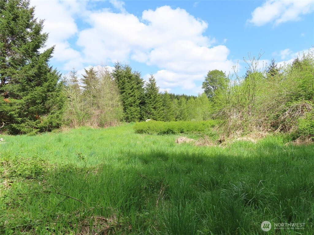 3898 State Route 6 Chehalis, WA 98532 - Photo 21 of 33 a view of a big yard with plants and large trees