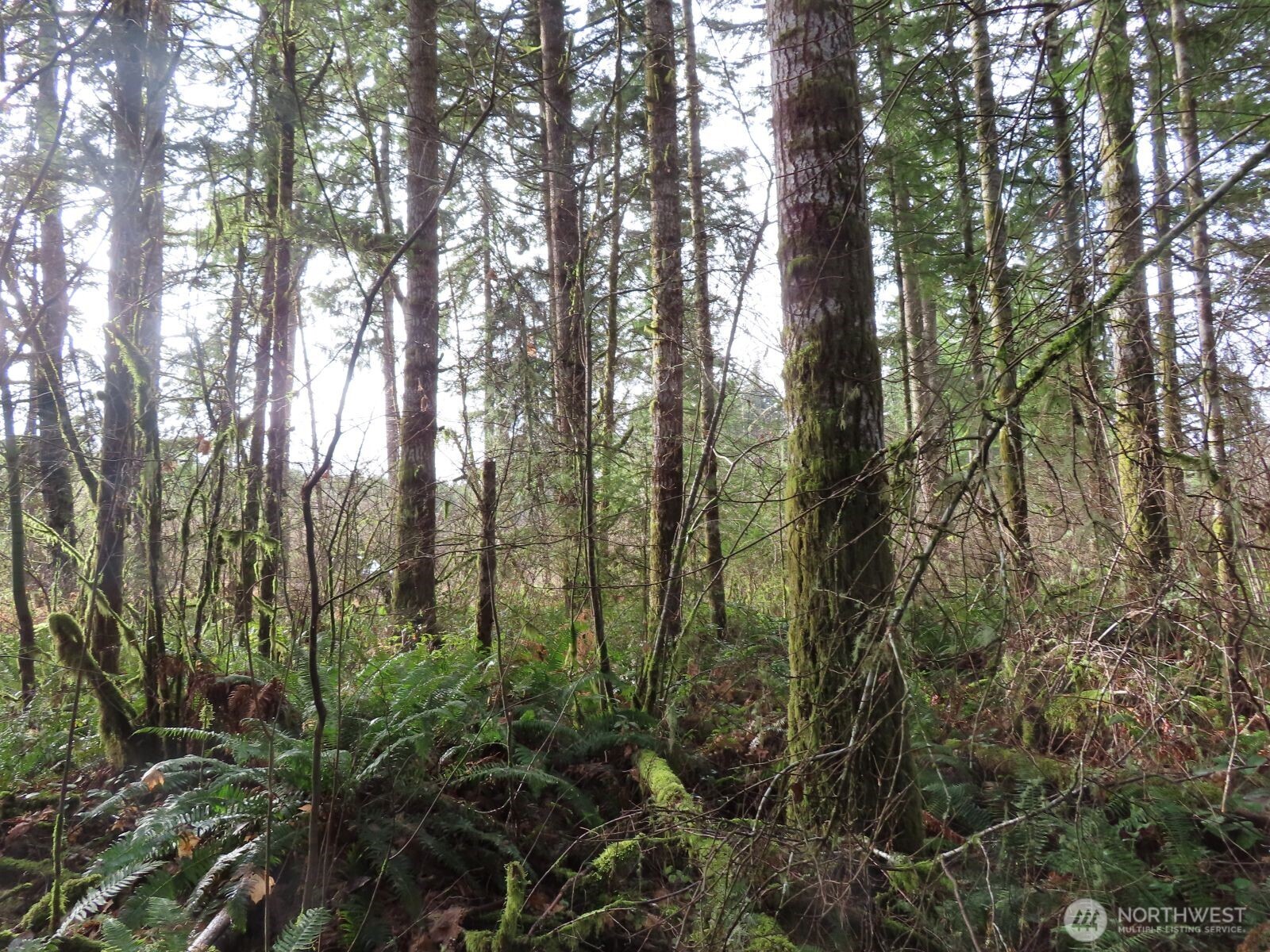 3898 State Route 6 Chehalis, WA 98532 - Photo 22 of 33