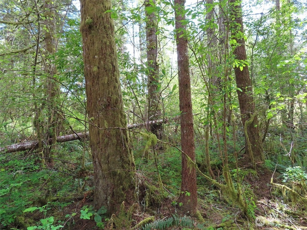3898 State Route 6 Chehalis, WA 98532 - Photo 28 of 33 a view of a forest with trees