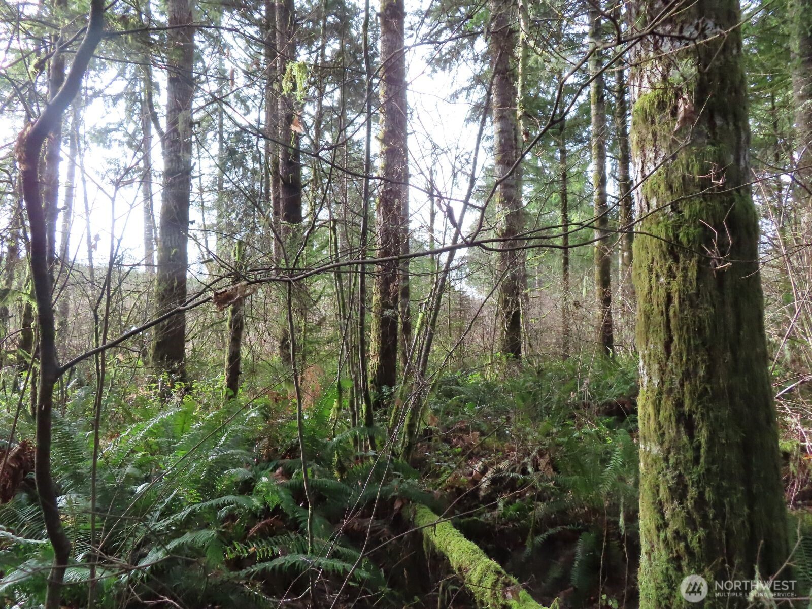 3898 State Route 6 Chehalis, WA 98532 - Photo 29 of 33 a view of a yard