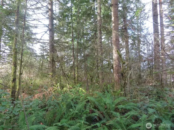 a view of a forest with trees