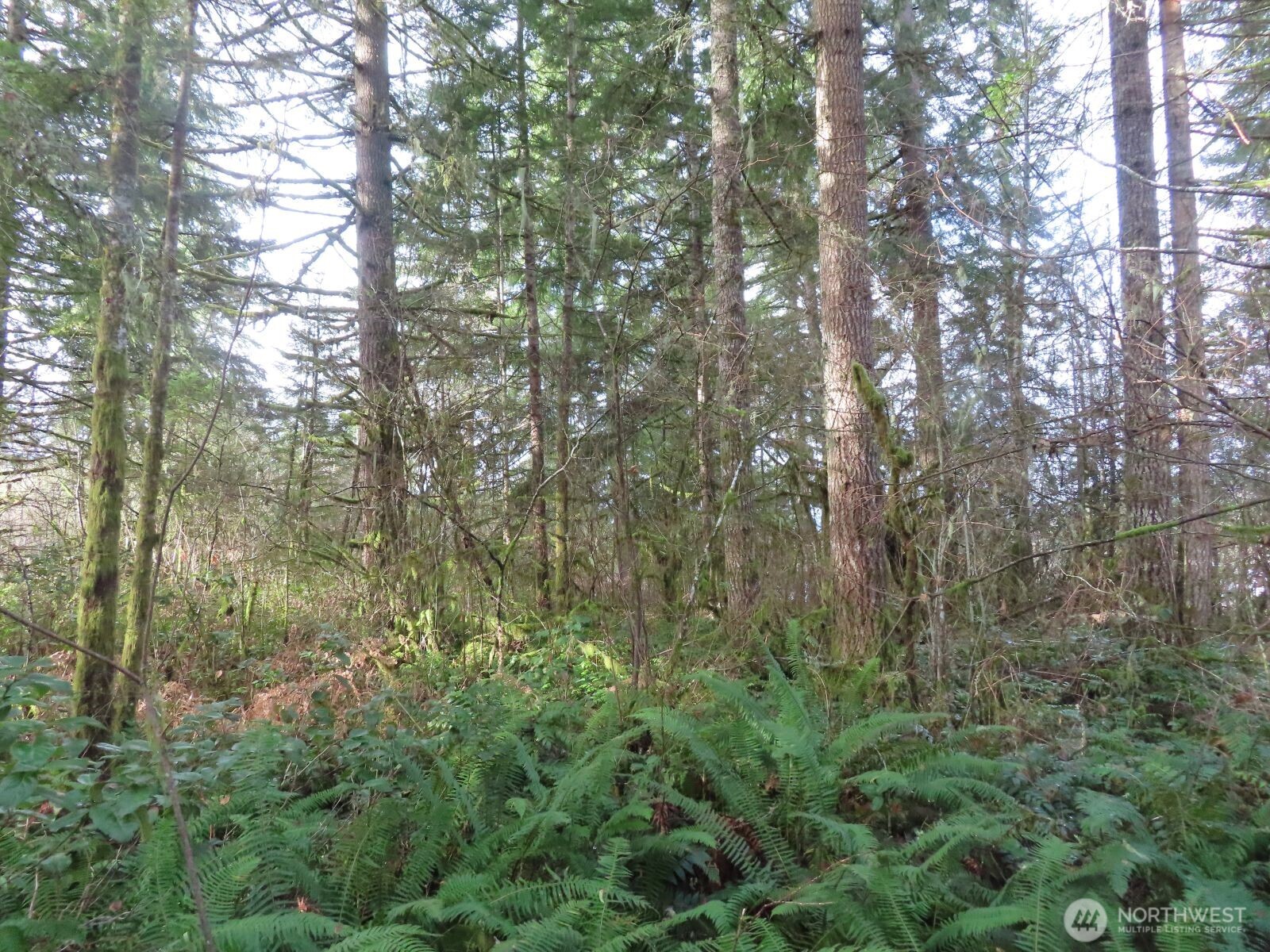 3898 State Route 6 Chehalis, WA 98532 - Photo 30 of 33 a view of a yard with a tree