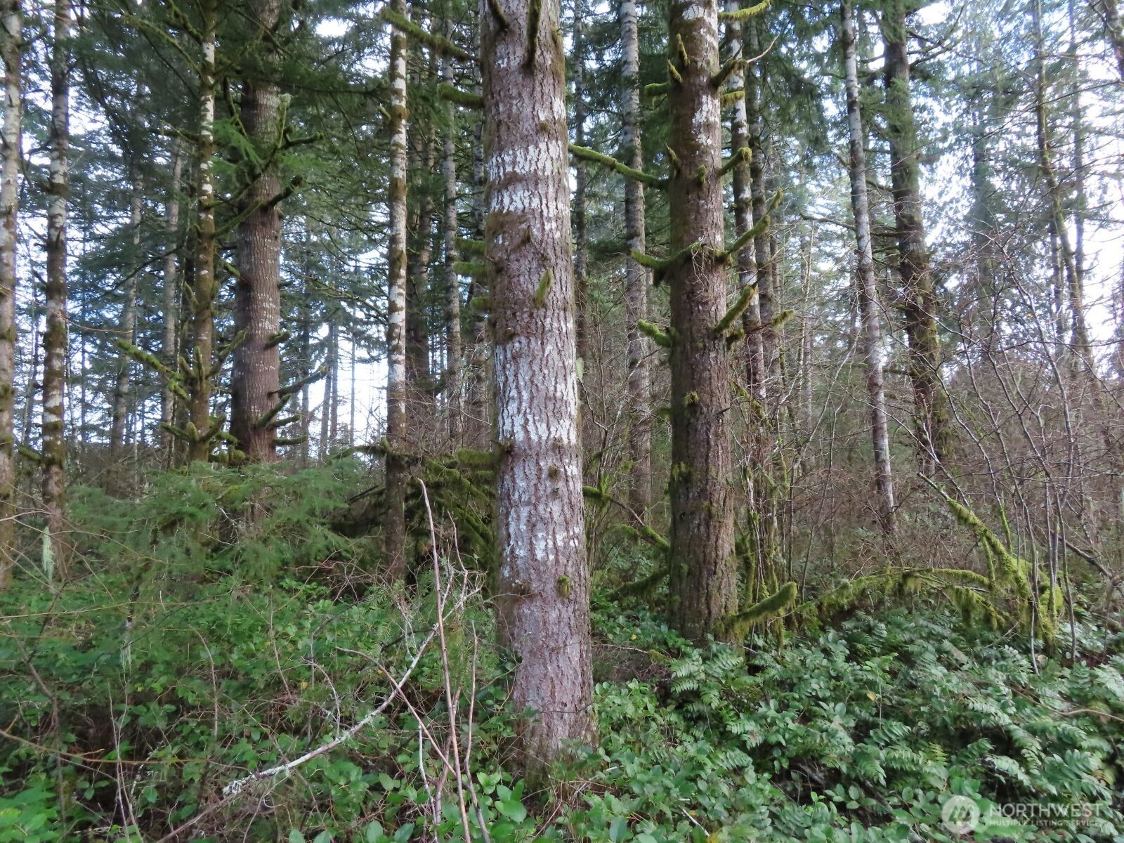 3898 State Route 6 Chehalis, WA 98532 - Photo 31 of 33 a view of a forest with trees