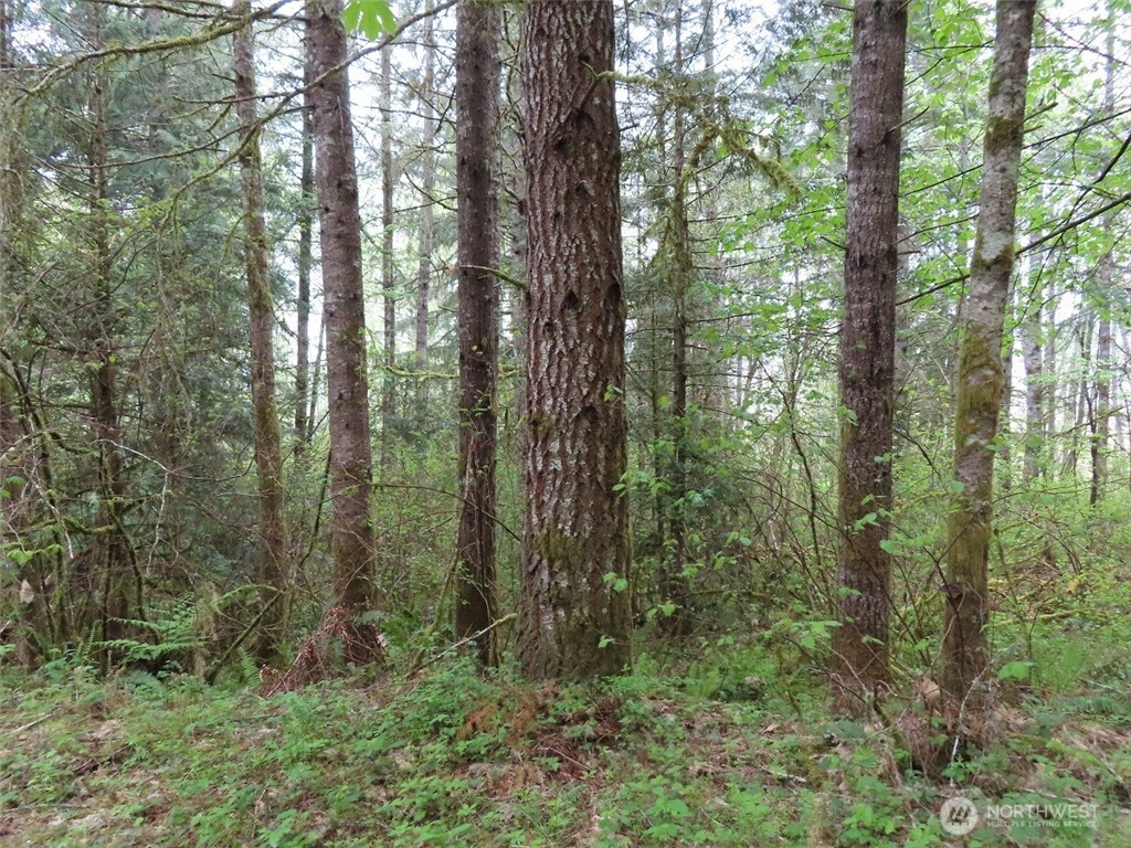 3898 State Route 6 Chehalis, WA 98532 - Photo 4 of 33 a view of forest
